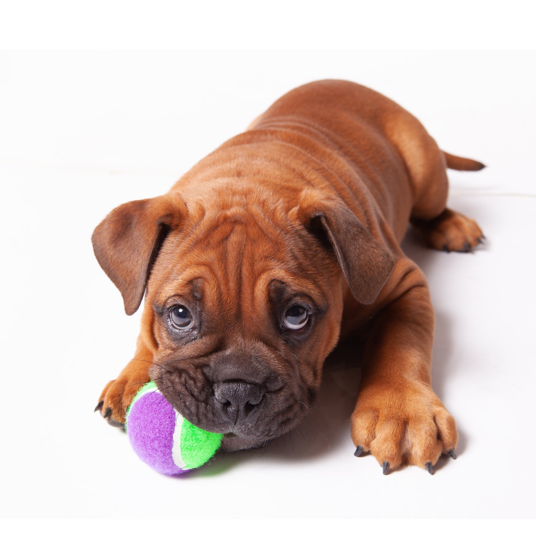 Durable tennis balls for hotsell dogs
