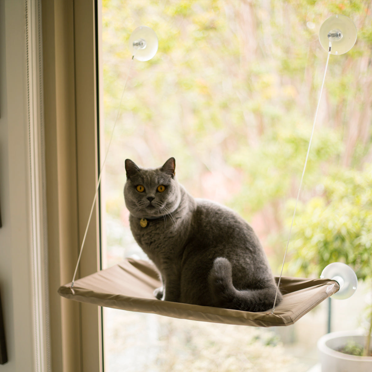 Lookout Cat Window Bed – Kazoo Pet Co