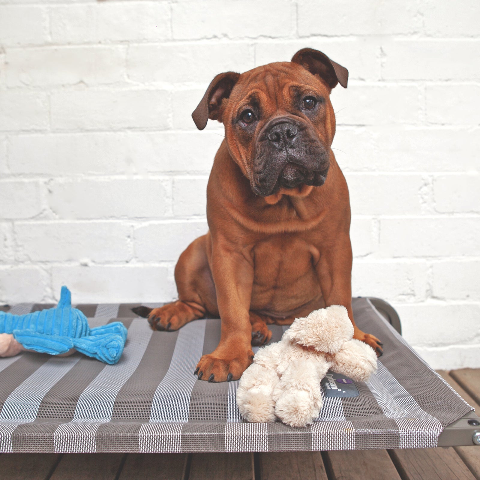 Pillow Top Outdoor Bed - Kazoo Pet Co