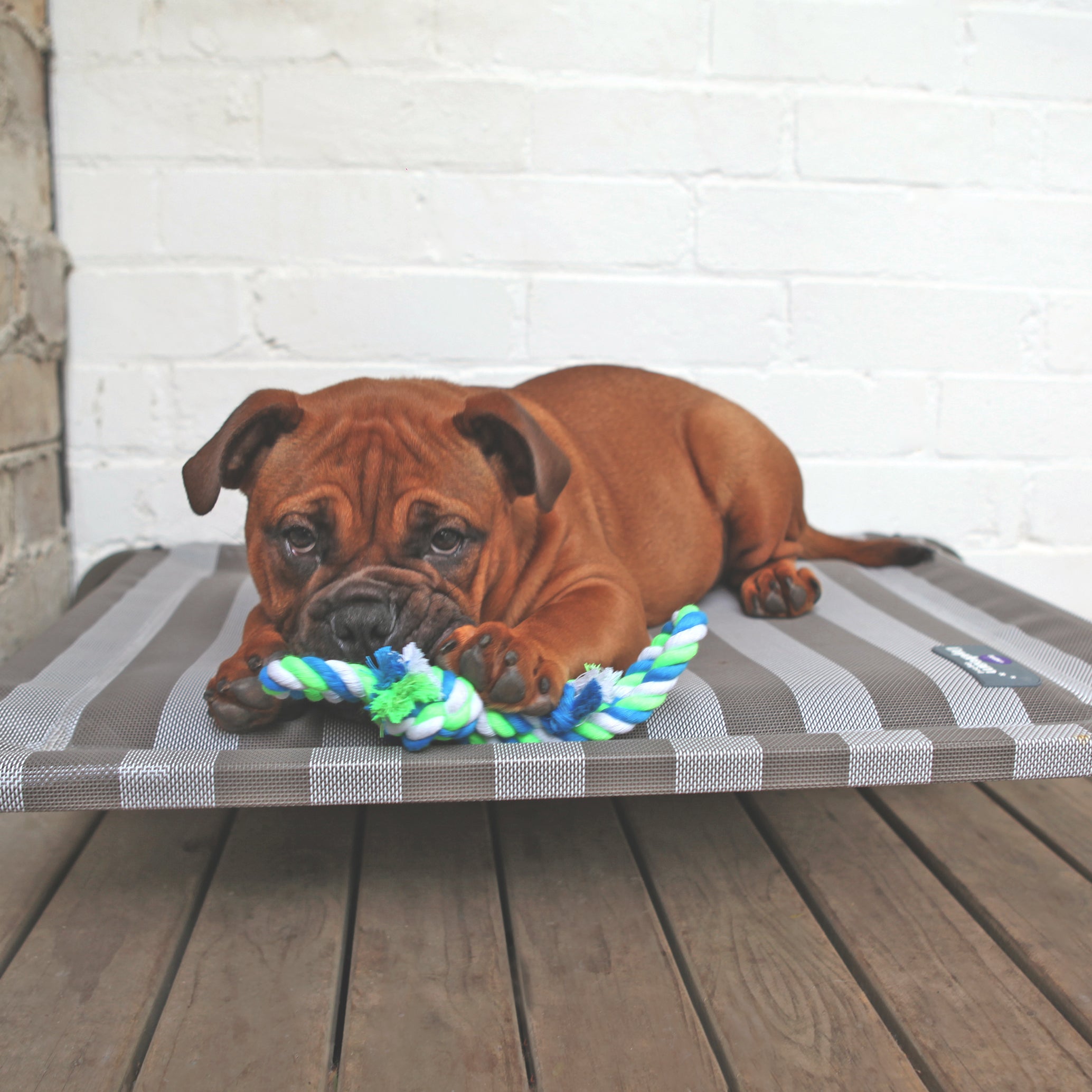 milo nest dog bed reviews