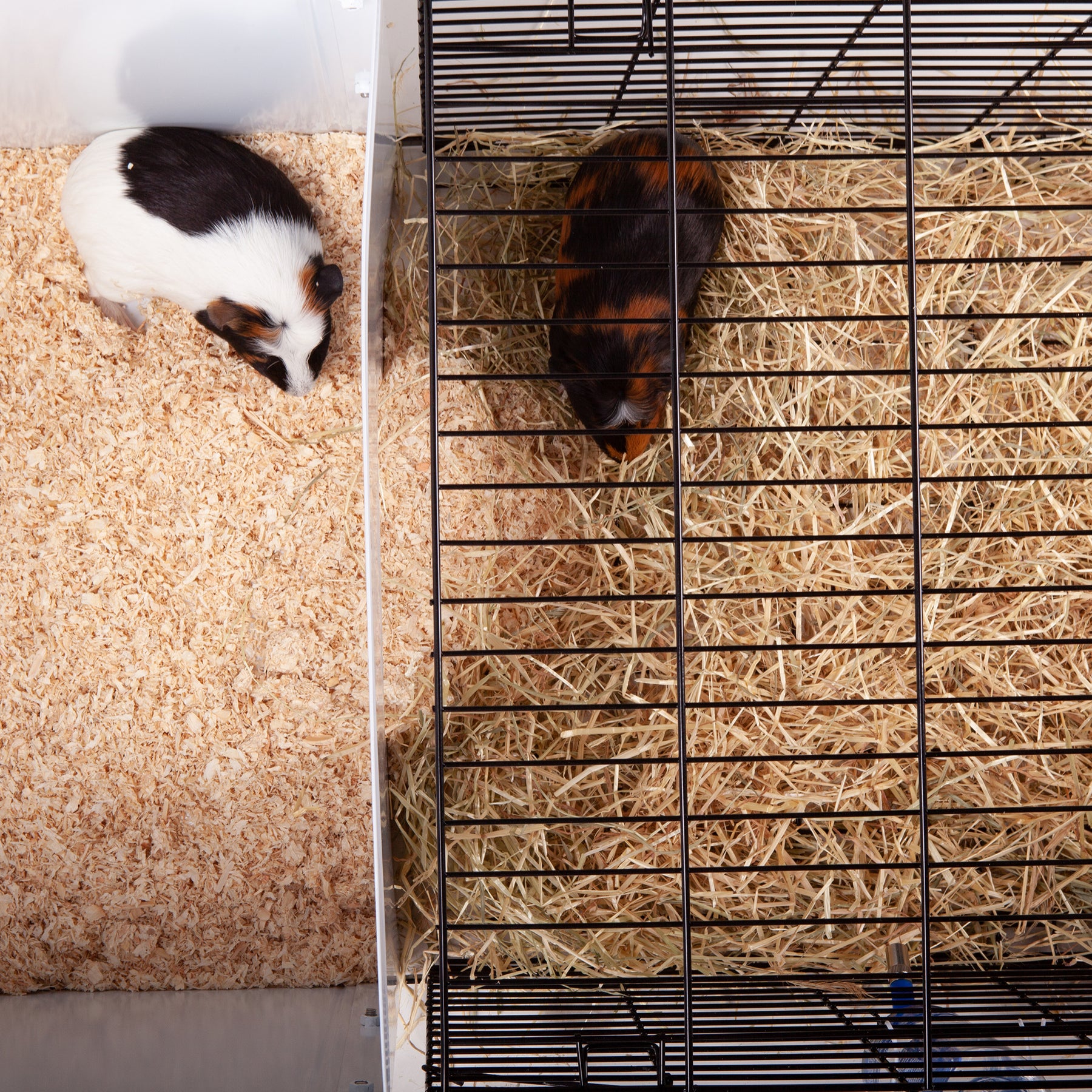 All living deals things rabbit home