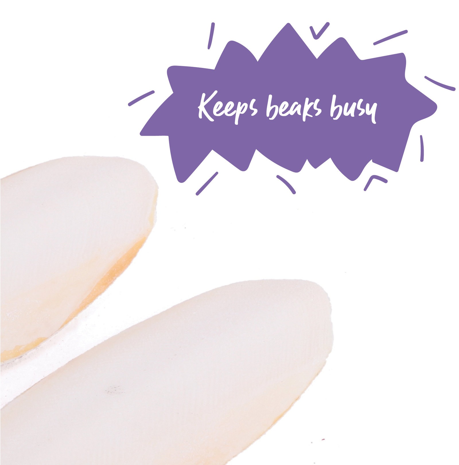 Natural Cuttlebone - 2 Pack - Kazoo Pet Co