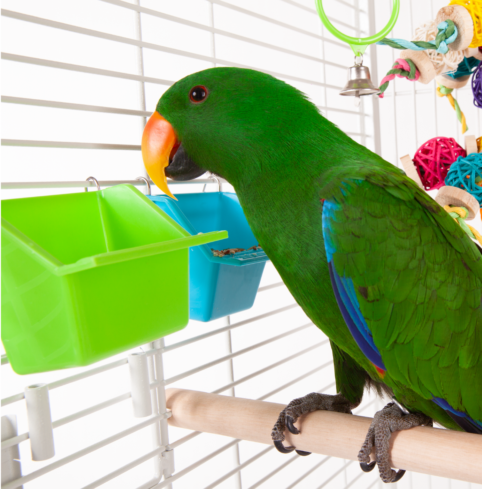 Rectangular Feeder - Kazoo Pet Co