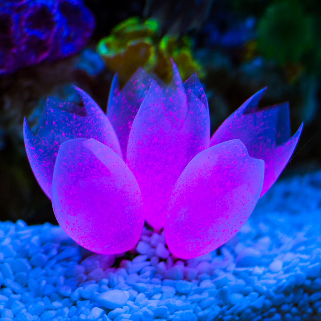 Silicone Tunicate Pod Light Pink - Medium - Kazoo Pet Co