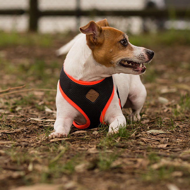 Active Soft Walking Harness - Slate & Orange - Kazoo Pet Co