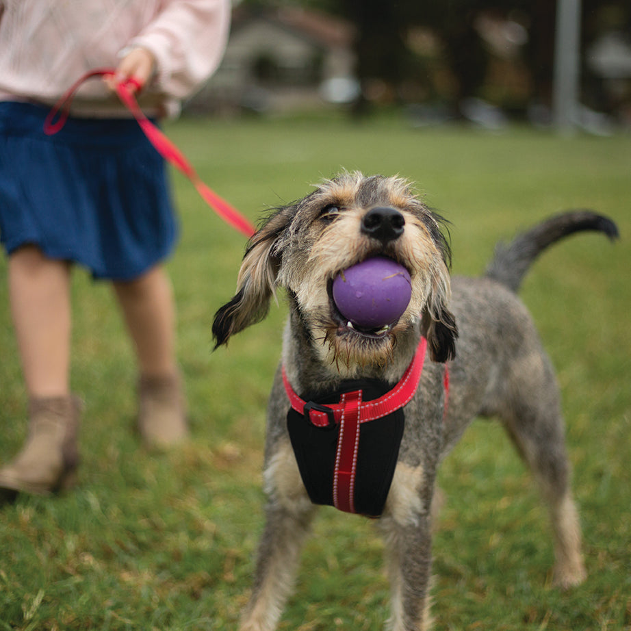 Classic Walking Harness - Red - Kazoo Pet Co