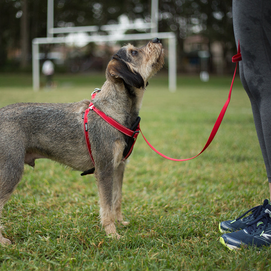 Classic Walking Harness - Red - Kazoo Pet Co