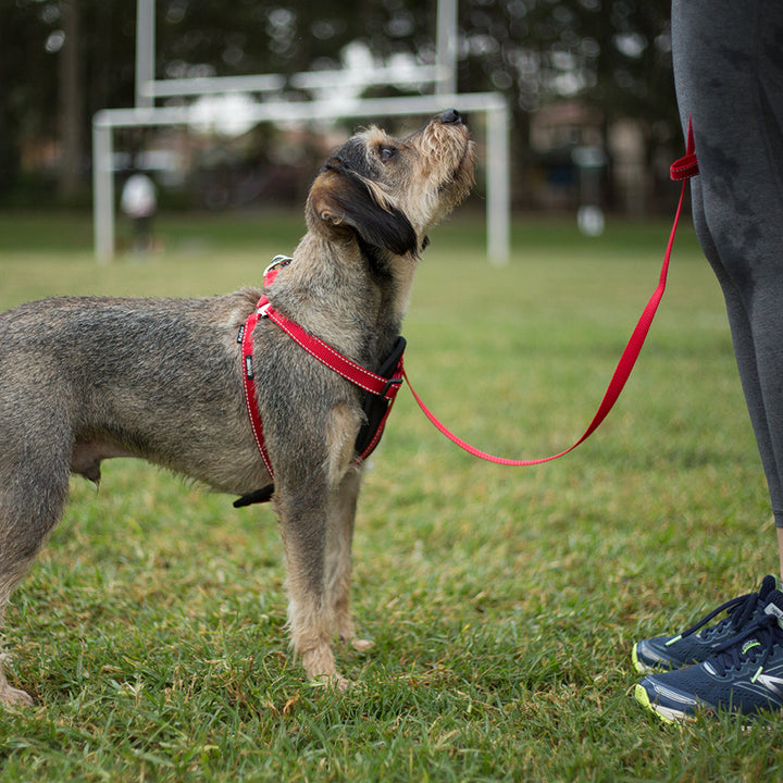 Classic Walking Harness - Red - Kazoo Pet Co