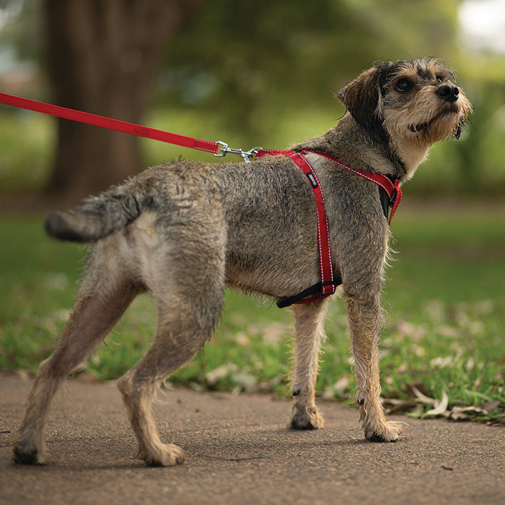 Classic Walking Harness - Red - Kazoo Pet Co
