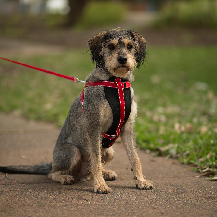 Classic Walking Harness - Red - Kazoo Pet Co