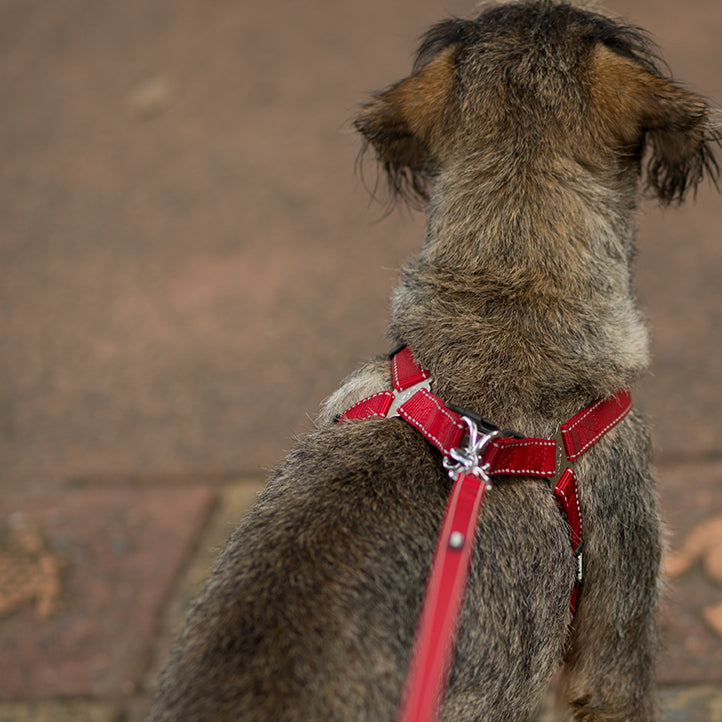 Classic Walking Harness - Red - Kazoo Pet Co