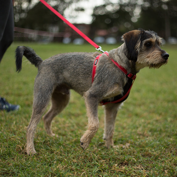 Classic Walking Harness - Red - Kazoo Pet Co