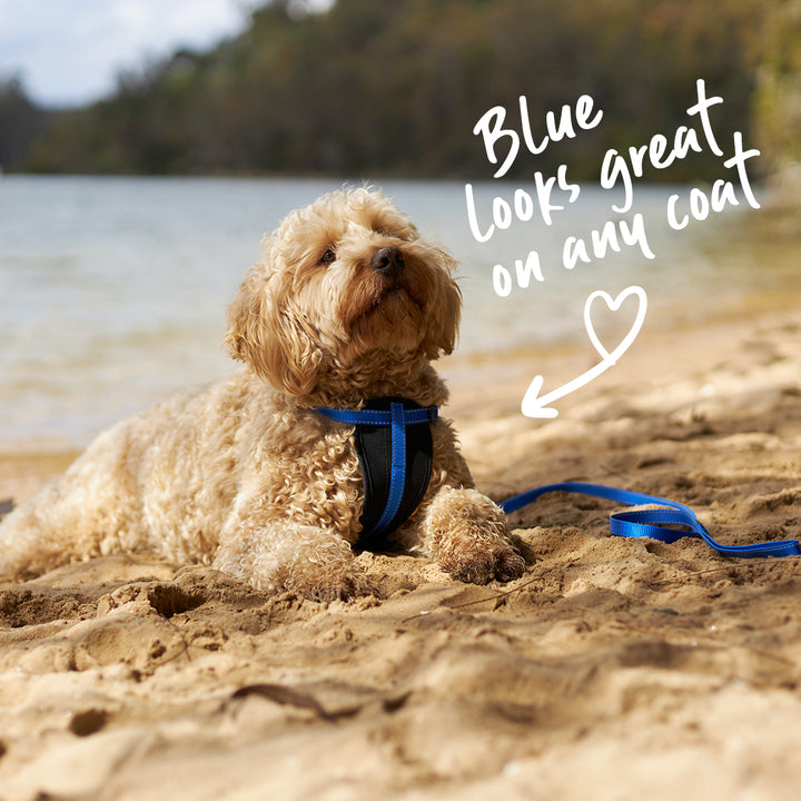 Classic Easy-clip Dog Collar - Blue