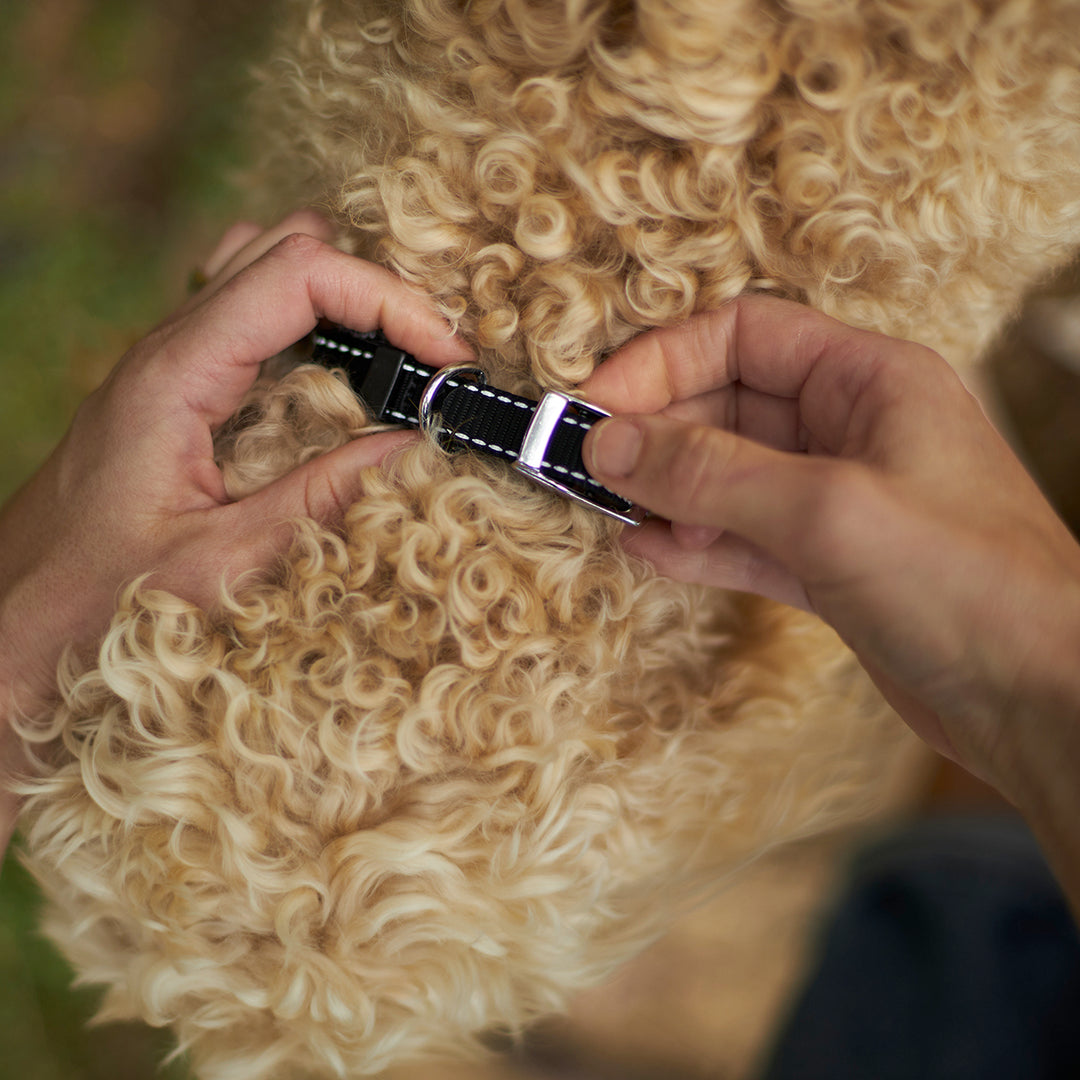 Classic Dog Collar - Black