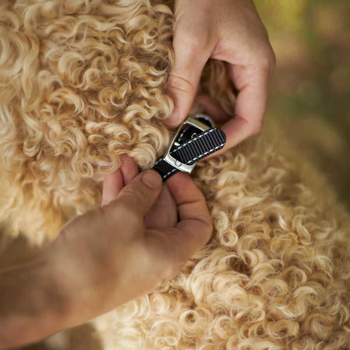Classic Dog Collar - Black