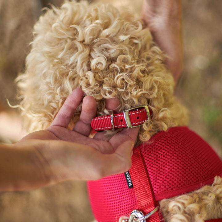 Classic Dog Collar - Red