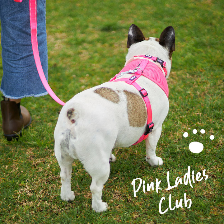 Classic Easy-clip Dog Collar - Pink