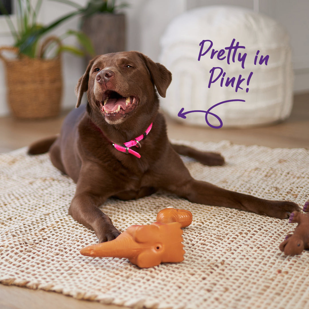 Classic Dog Collar - Pink