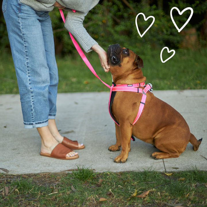 Classic Dog Collar - Pink