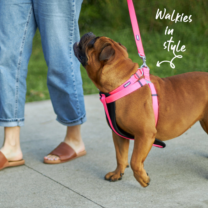 Classic Dog Collar - Pink