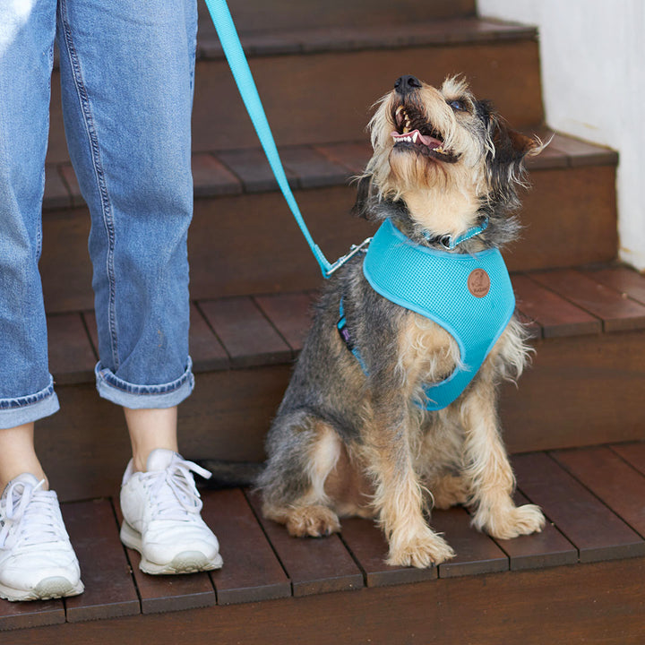 Classic Easy-Clip Dog Collar - Aqua