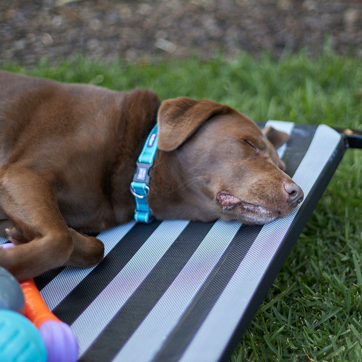 Classic Easy-Clip Dog Collar - Aqua