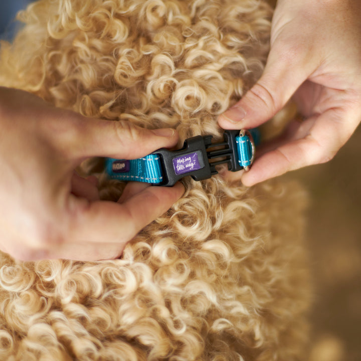 Classic Easy-Clip Dog Collar - Aqua
