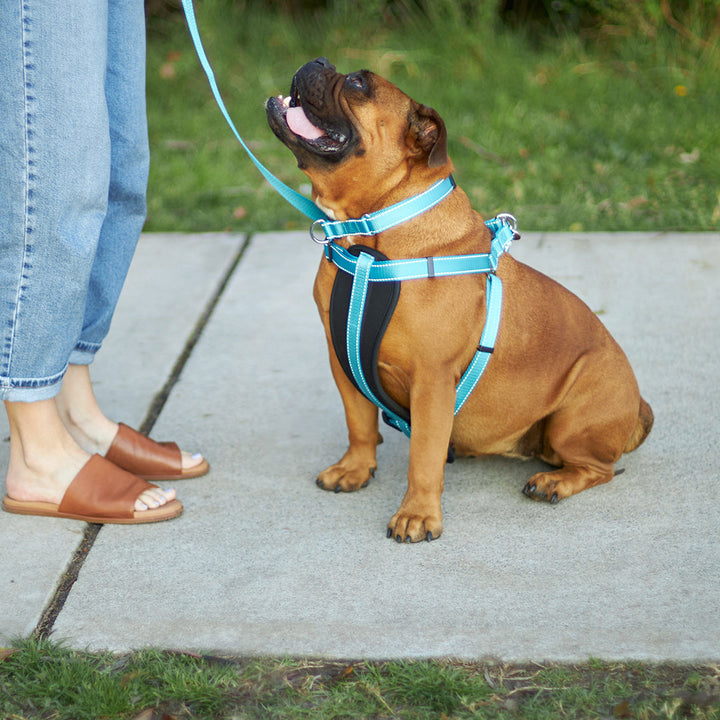 Classic Easy-Clip Dog Collar - Aqua