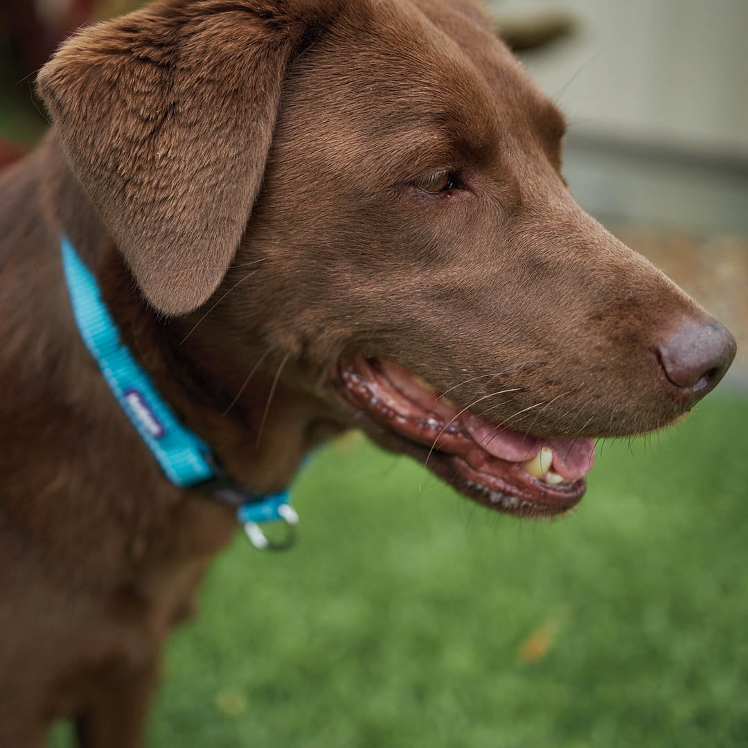 Classic Easy-Clip Dog Collar - Aqua