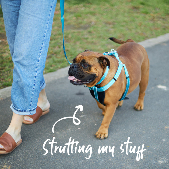 Classic Dog Lead - Aqua