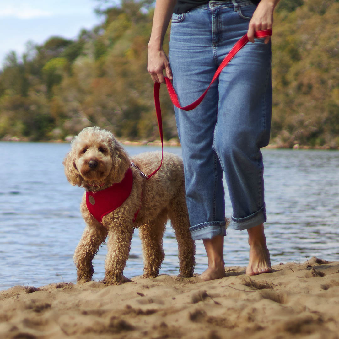 Classic Dog Lead - Red