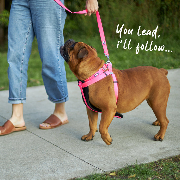 Classic Dog Lead - Pink
