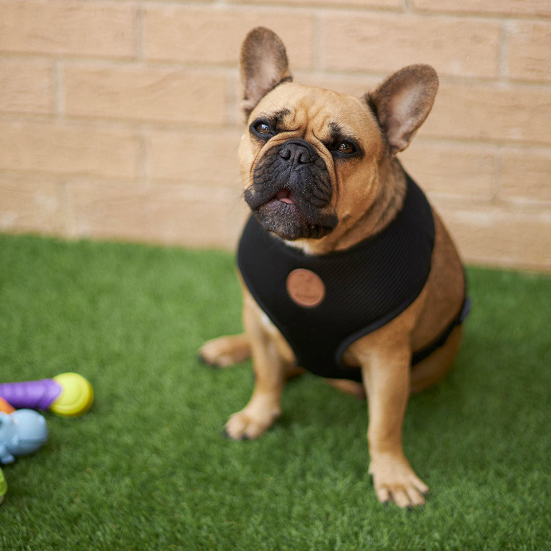 Classic Soft Walking Dog Harness Black – Kazoo Pet Co