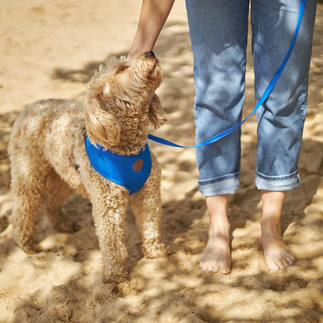 Classic Soft Walking Dog Harness - Blue