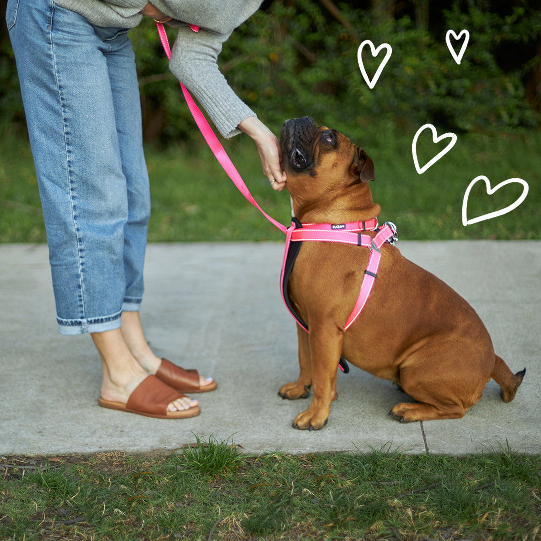 Classic Walking Dog Harness - Pink