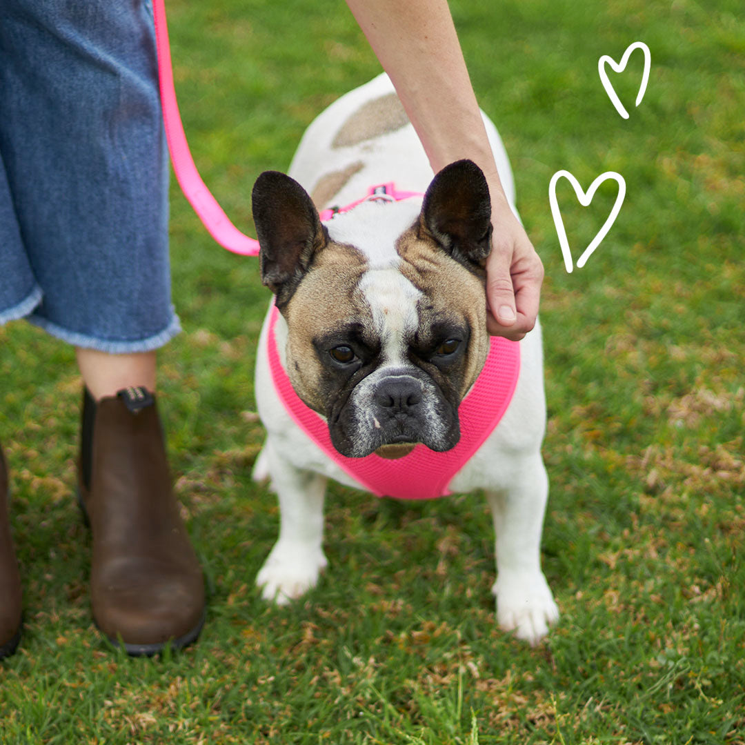Classic Soft Walking Dog Harness - Pink