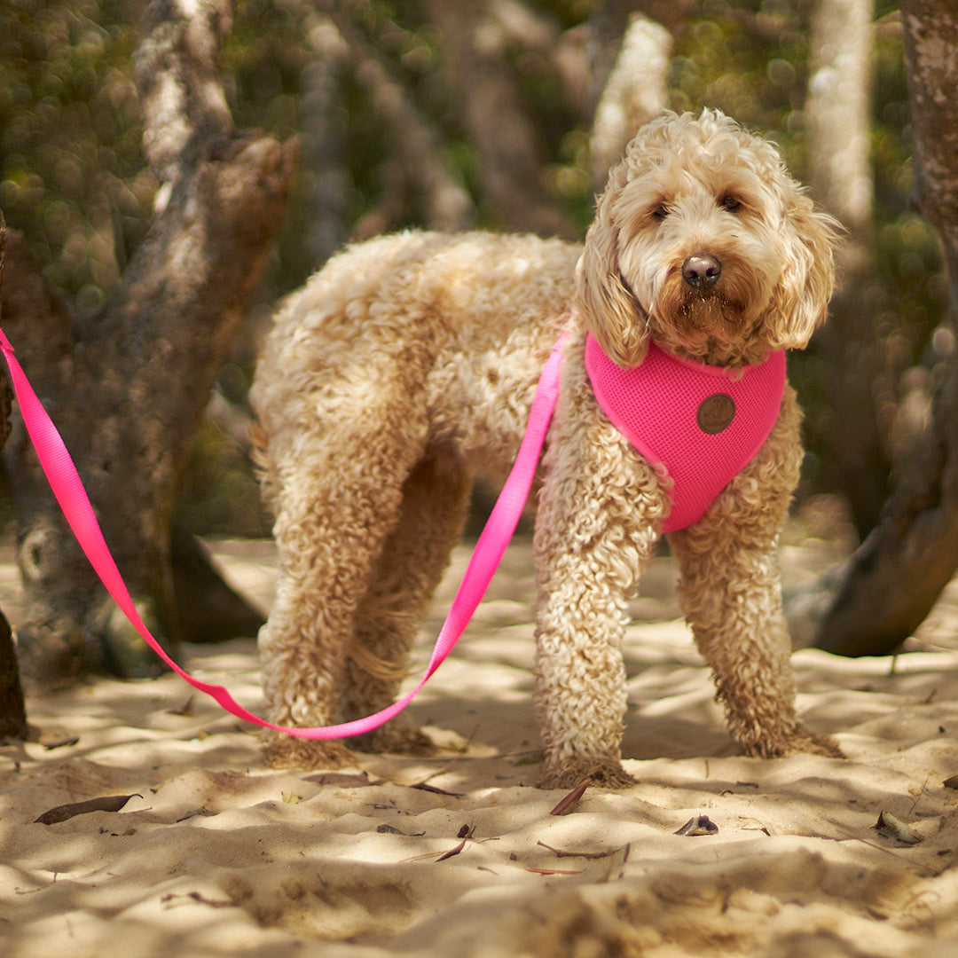 Pink best sale dog harness