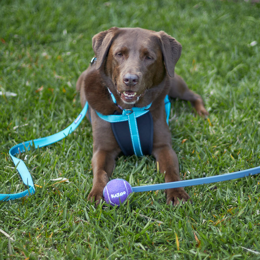 Classic Walking Dog Harness - Aqua