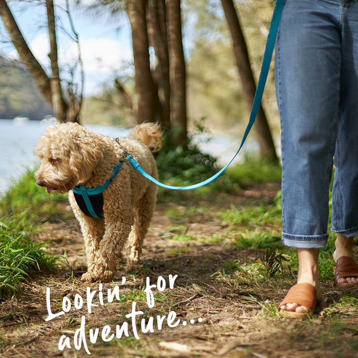 Classic Walking Dog Harness - Aqua