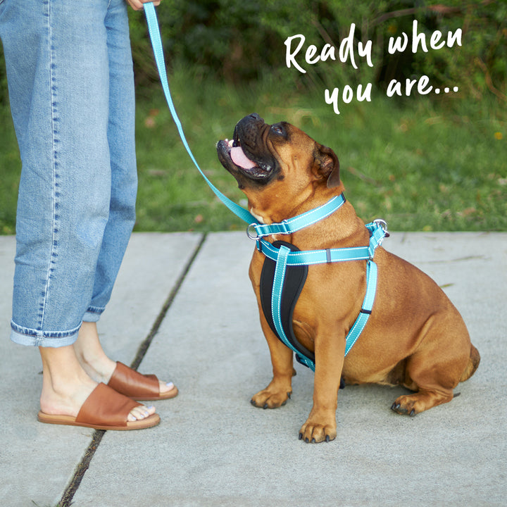 Classic Walking Dog Harness - Aqua