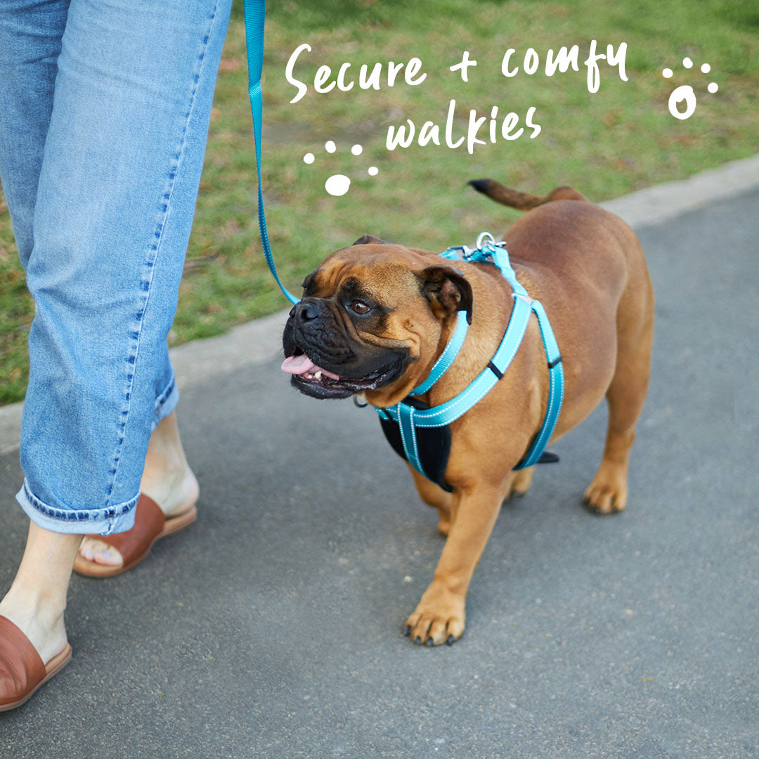 Classic Walking Dog Harness - Aqua