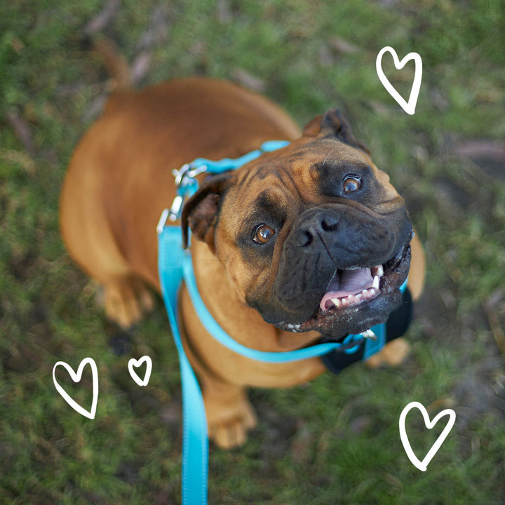 Classic Walking Dog Harness - Aqua