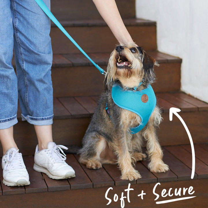 Classic Soft Dog Harness - Aqua