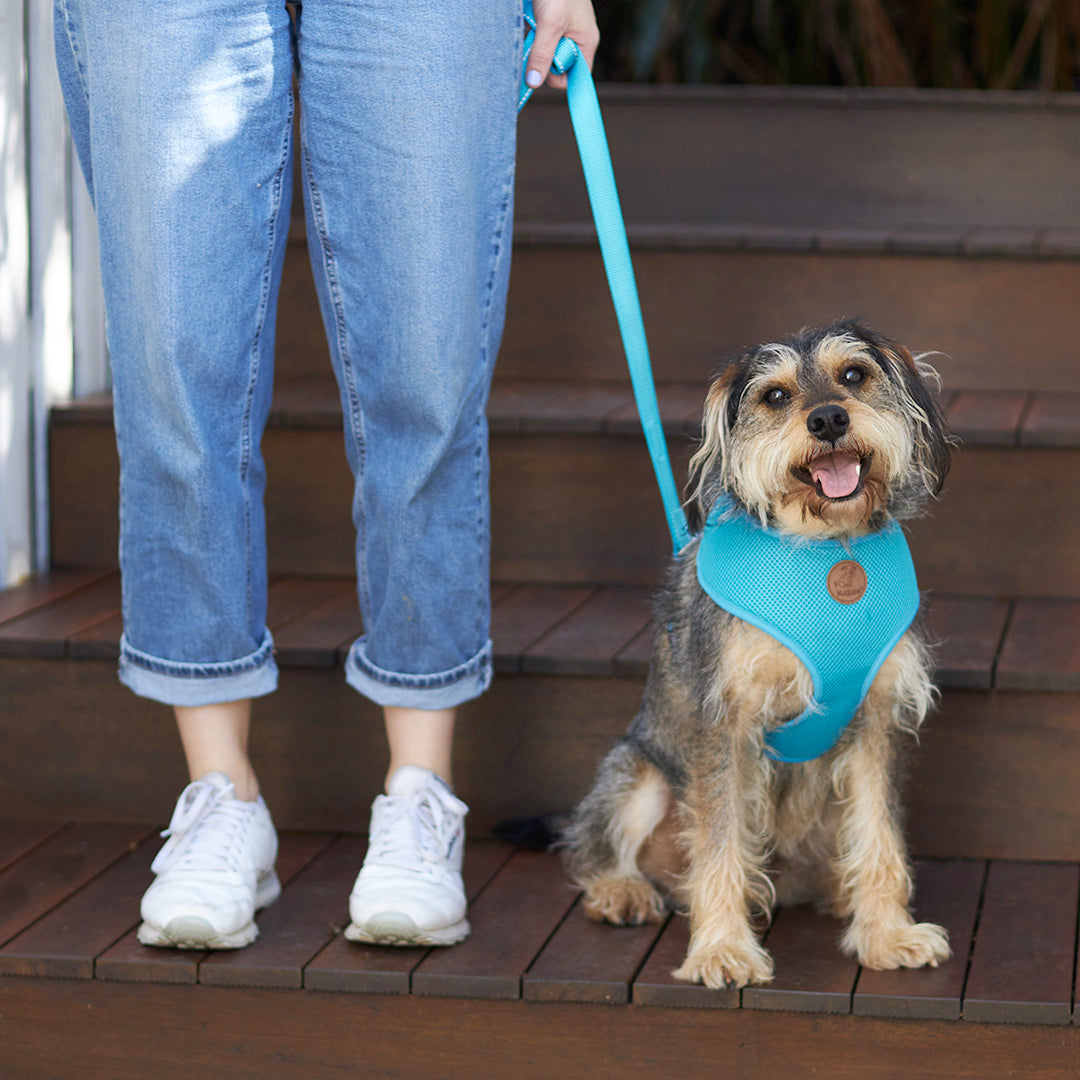 Good2go front 2025 walking harness reviews