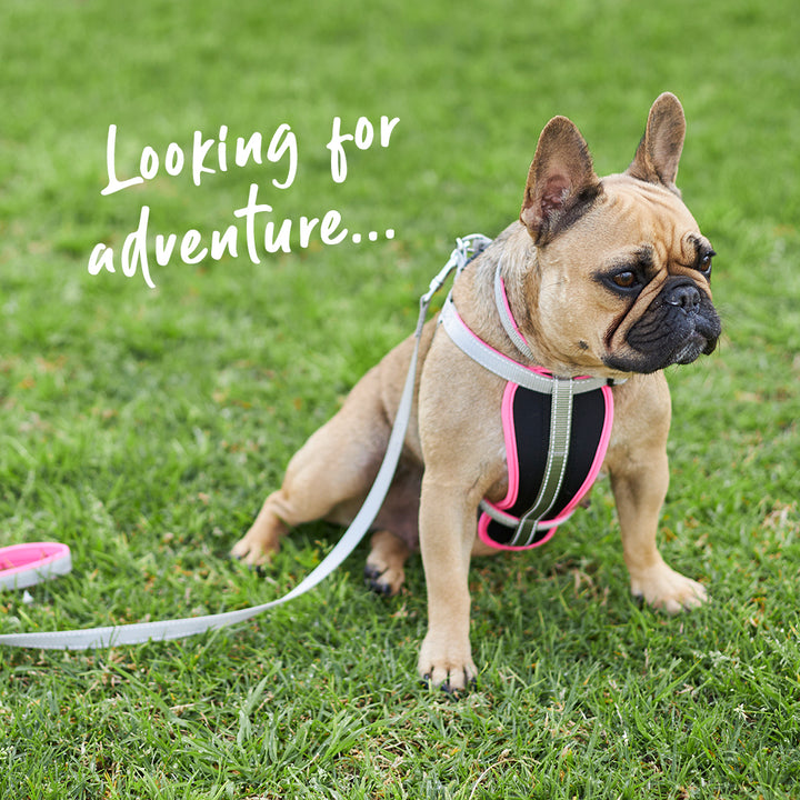 Active Dog Lead - Silver & Pink