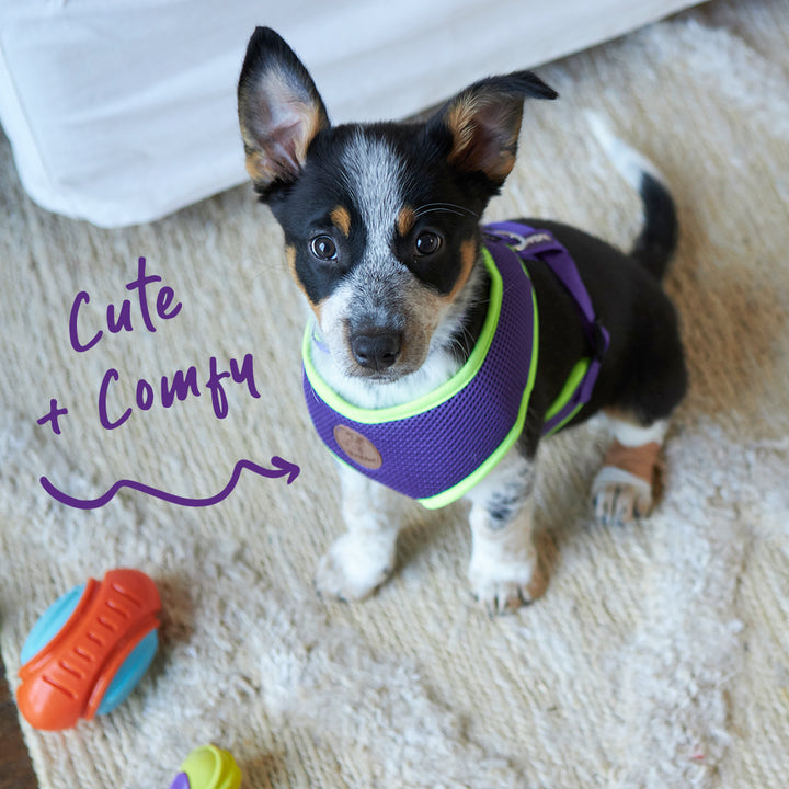 Active Soft Walking Dog Harness - Purple & Lime