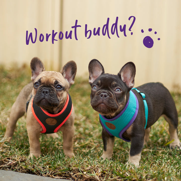 Active Soft Walking Dog Harness - Aqua & Purple