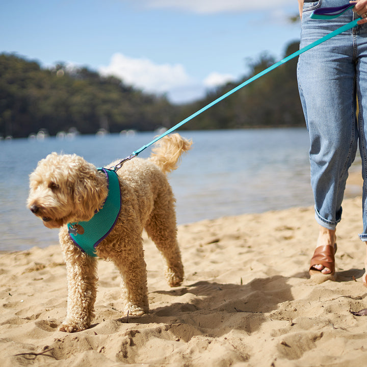 Active Soft Walking Dog Harness - Aqua & Purple