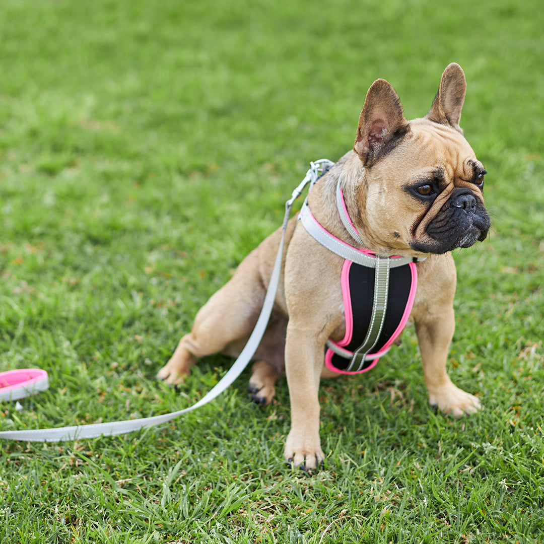 Active Easy-clip Dog Collar - Silver & Pink