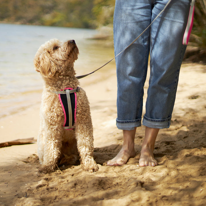 Active Walking Dog Harness - Silver & Pink
